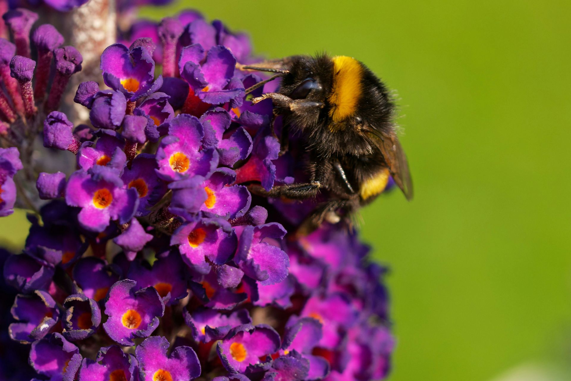 Bumblebee perched on a purple hydrangea