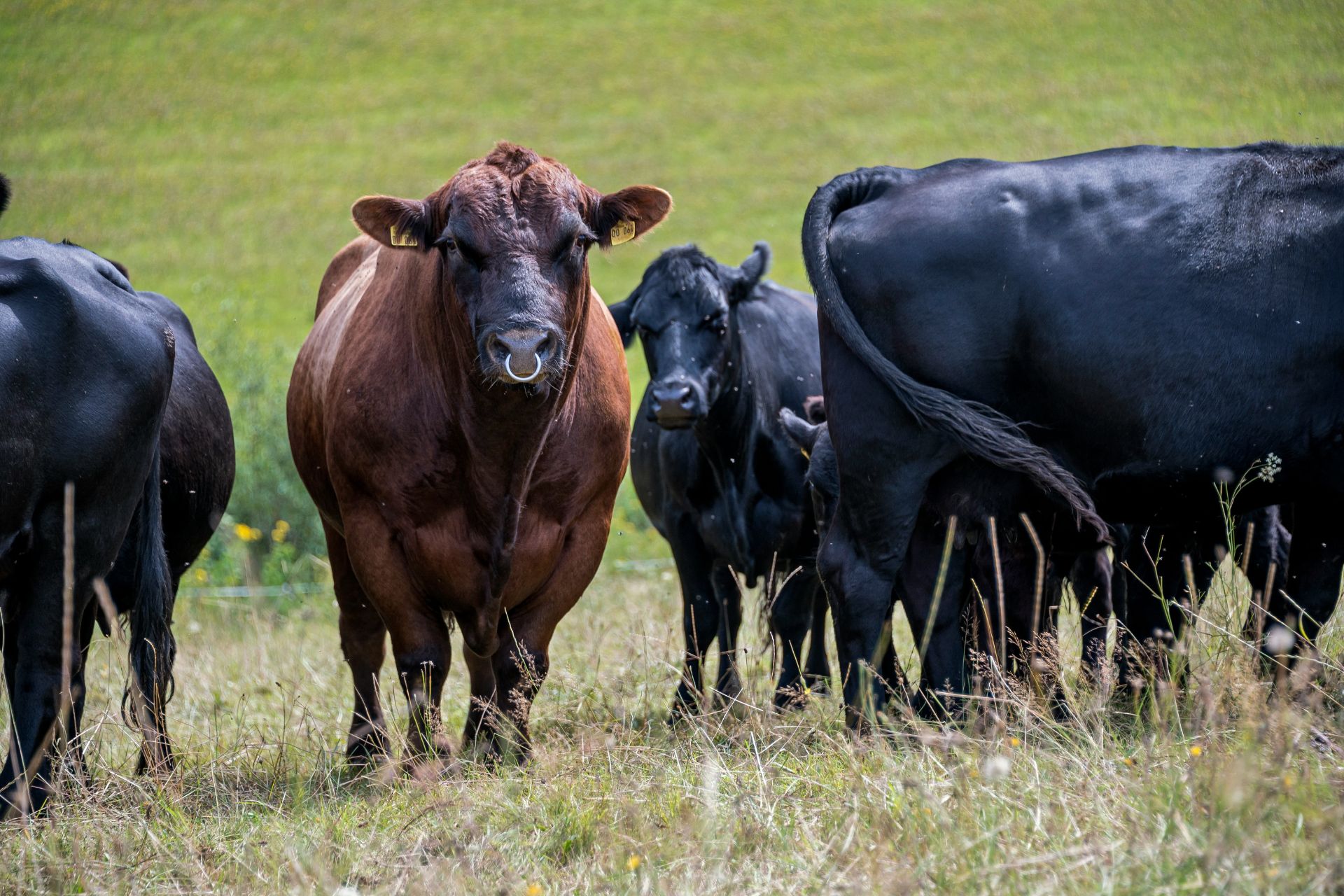 Herd of black and brown cows in field
