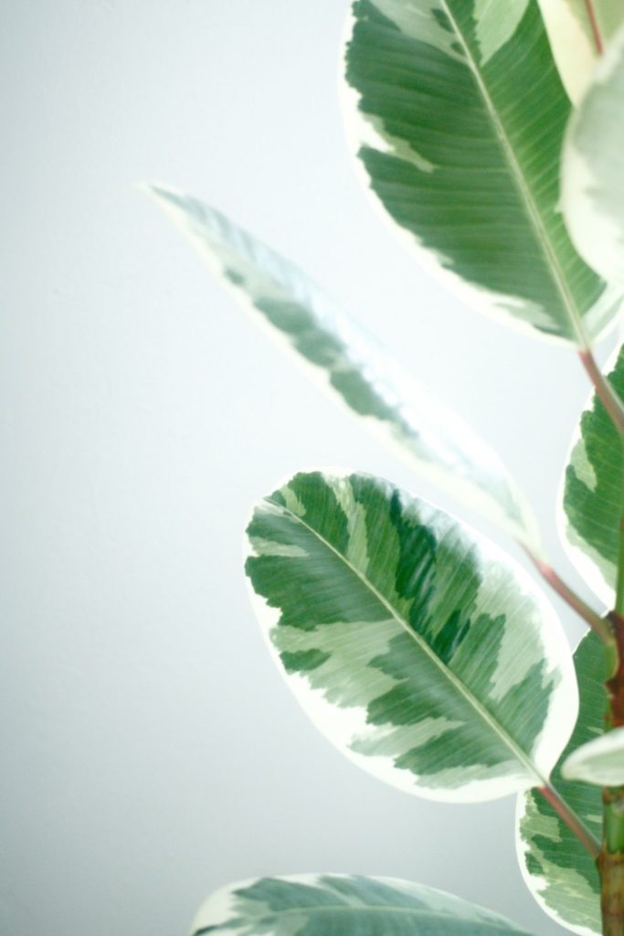 Monstera leaves against grey background