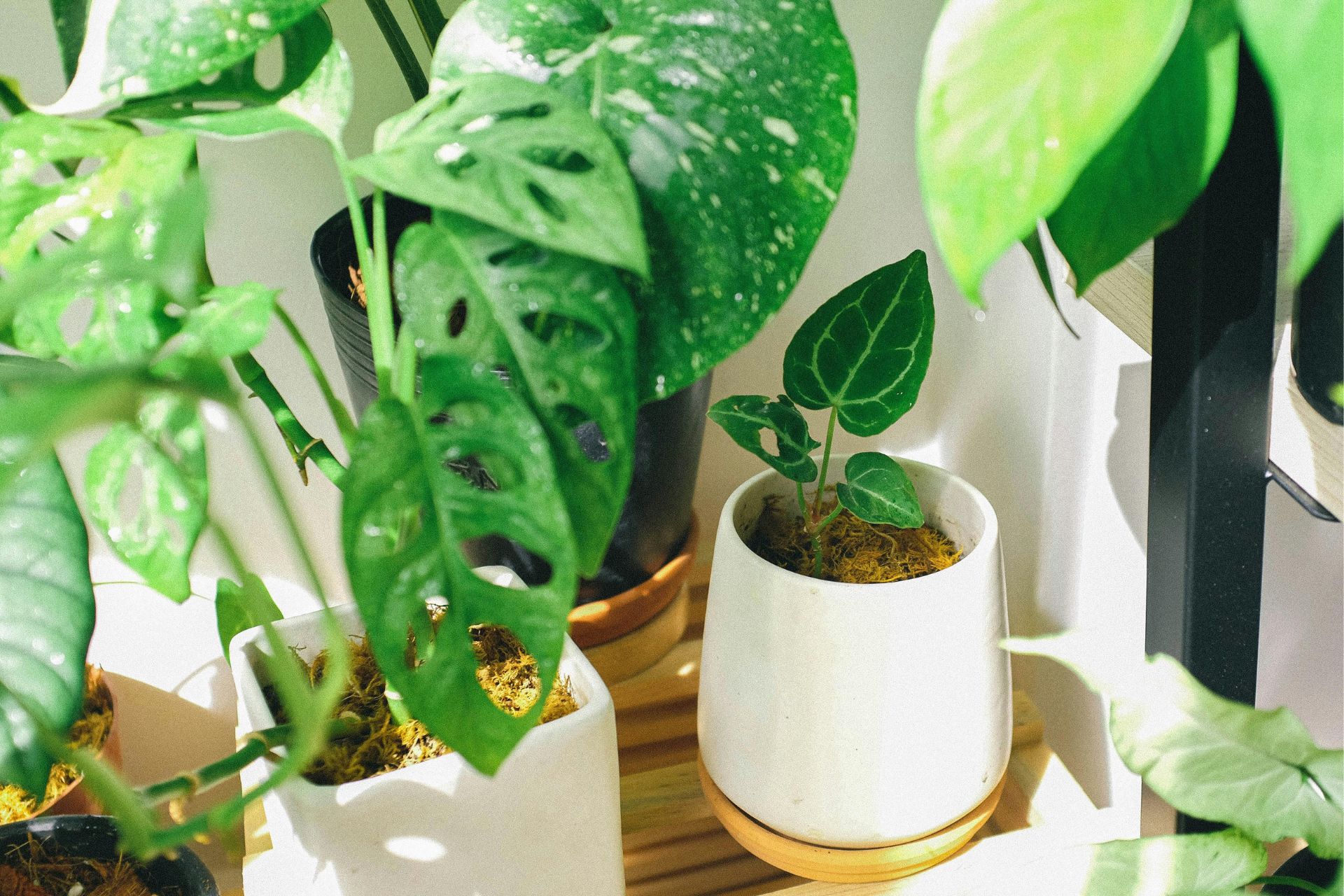 Monstera plants in white pots