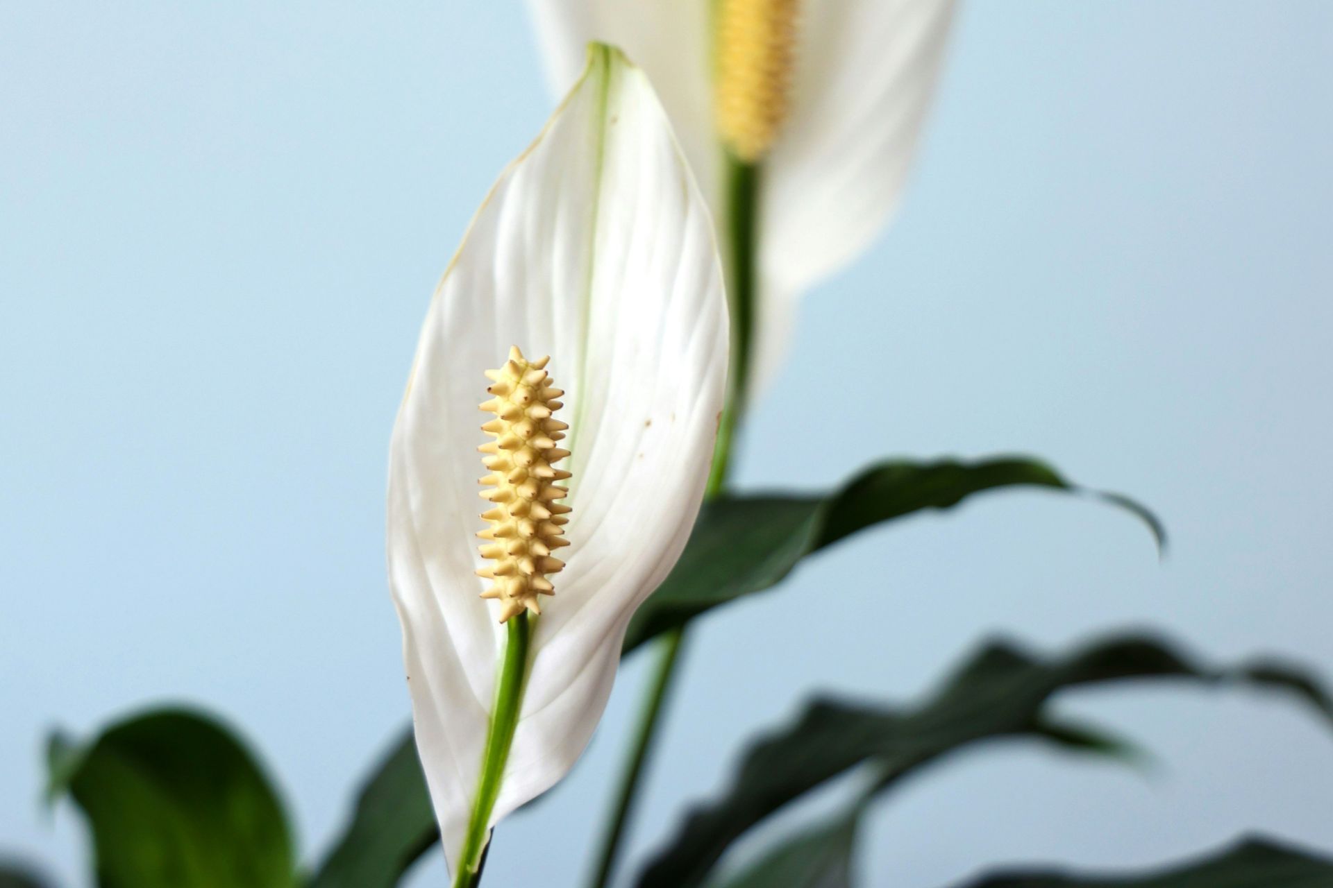 White peace lilies against a pale blue background