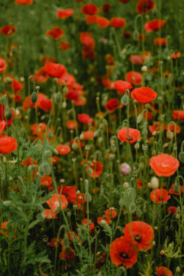 A field of poppies