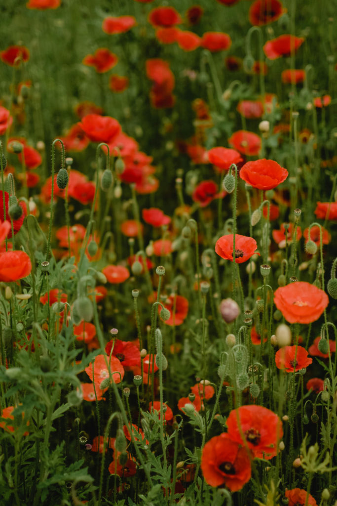 A field of poppies