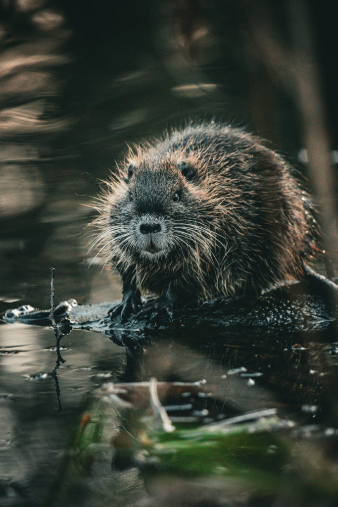 A beaver