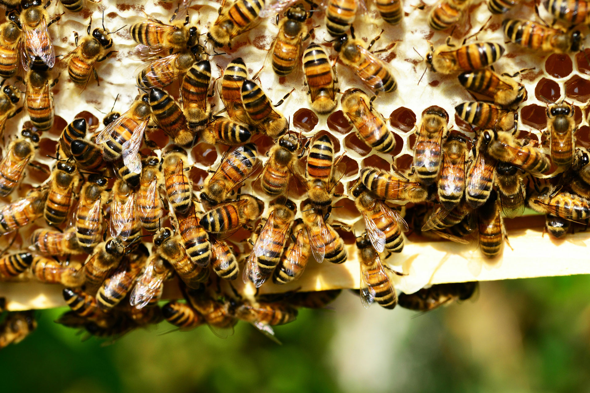 Bees