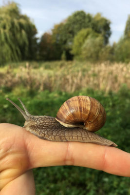 A snail on a finger