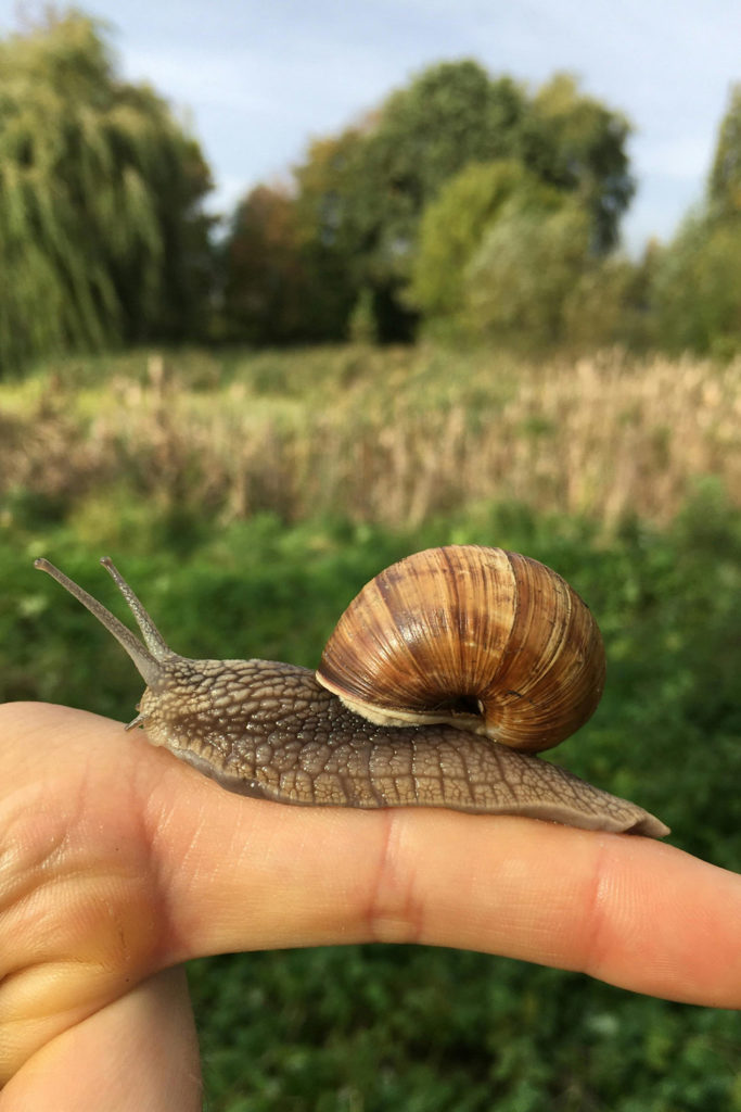A snail on a finger