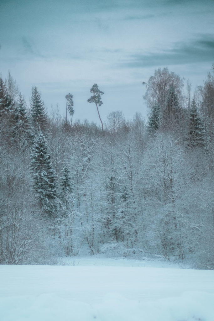 Winter landscape | January 2025 Horoscope