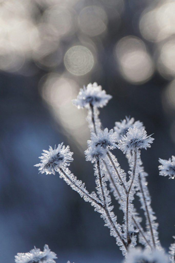 Frost-covered flowers | January 2025 Horoscope Pisces