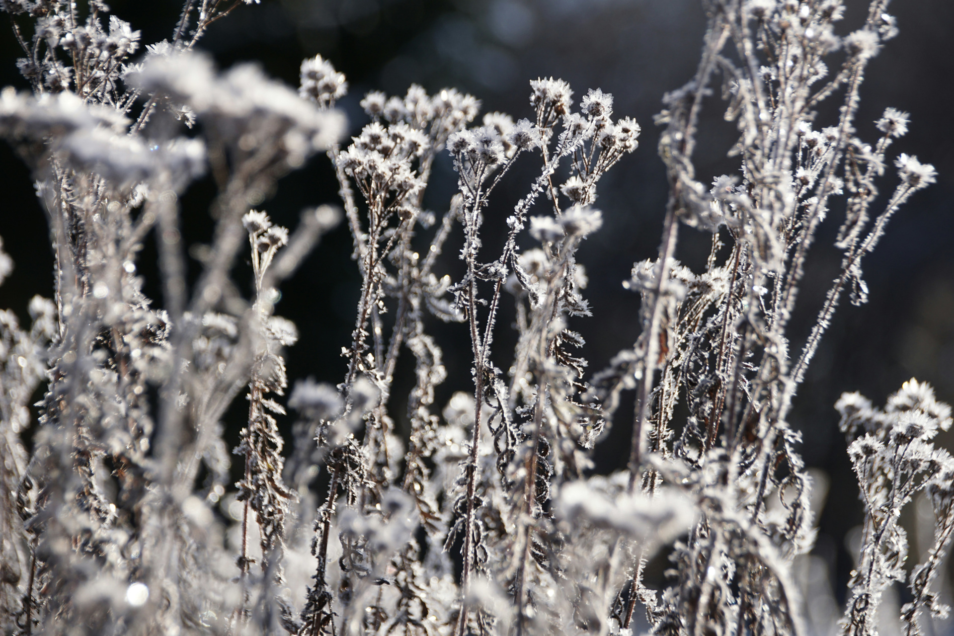 Frosted plants