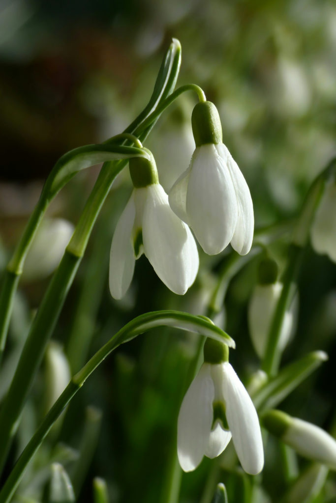 Snow drop flowers | January 2025 Horoscope Capricorn