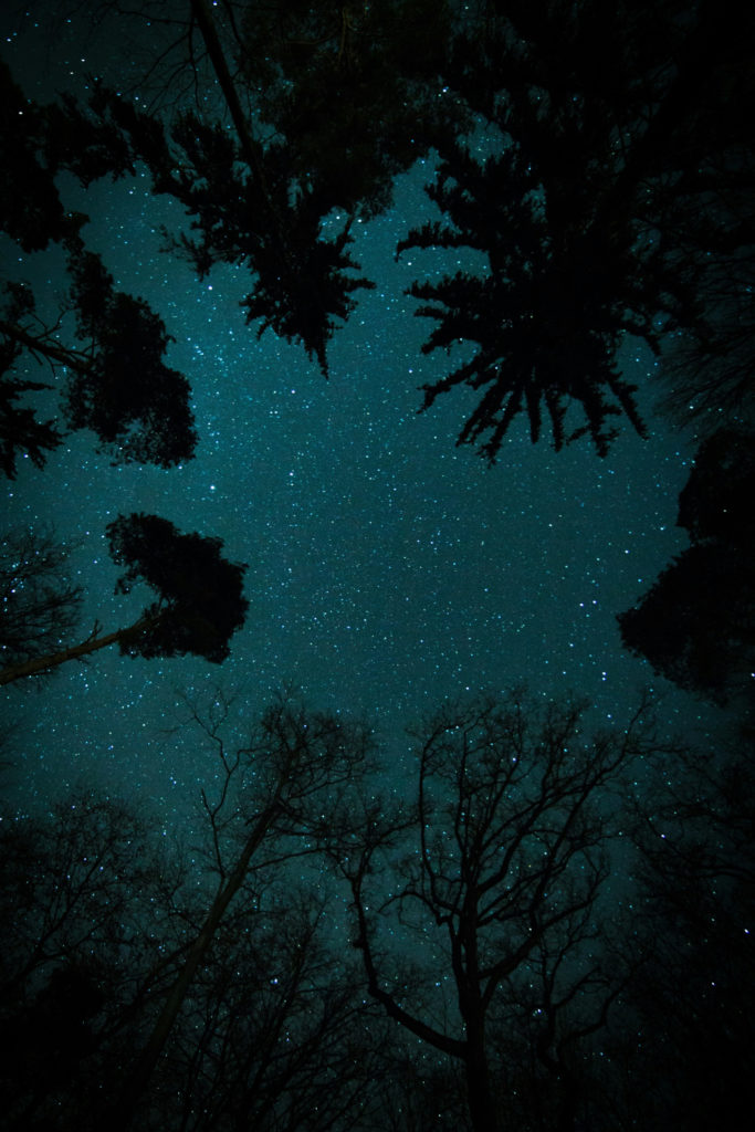Night sky with tree silhouettes | January 2025 Horoscope Libra