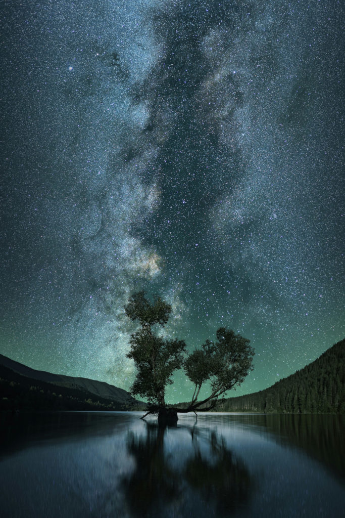 Night sky with tree silhouette | January 2025 Horoscope Sagittarius