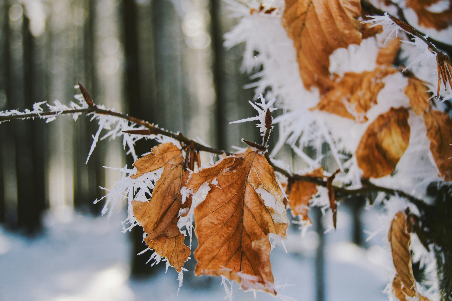 Frost on orange leaves