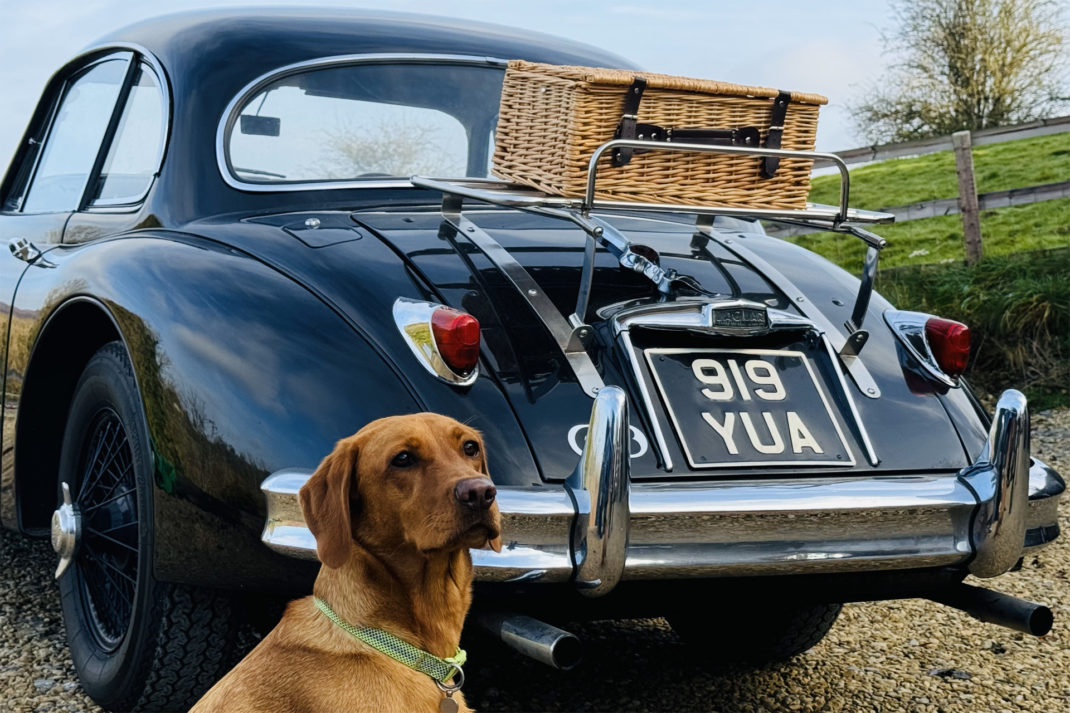 A dog beside a car