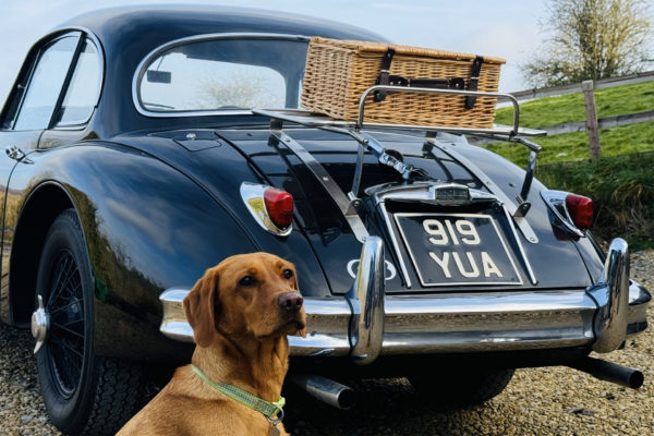 A dog beside a car