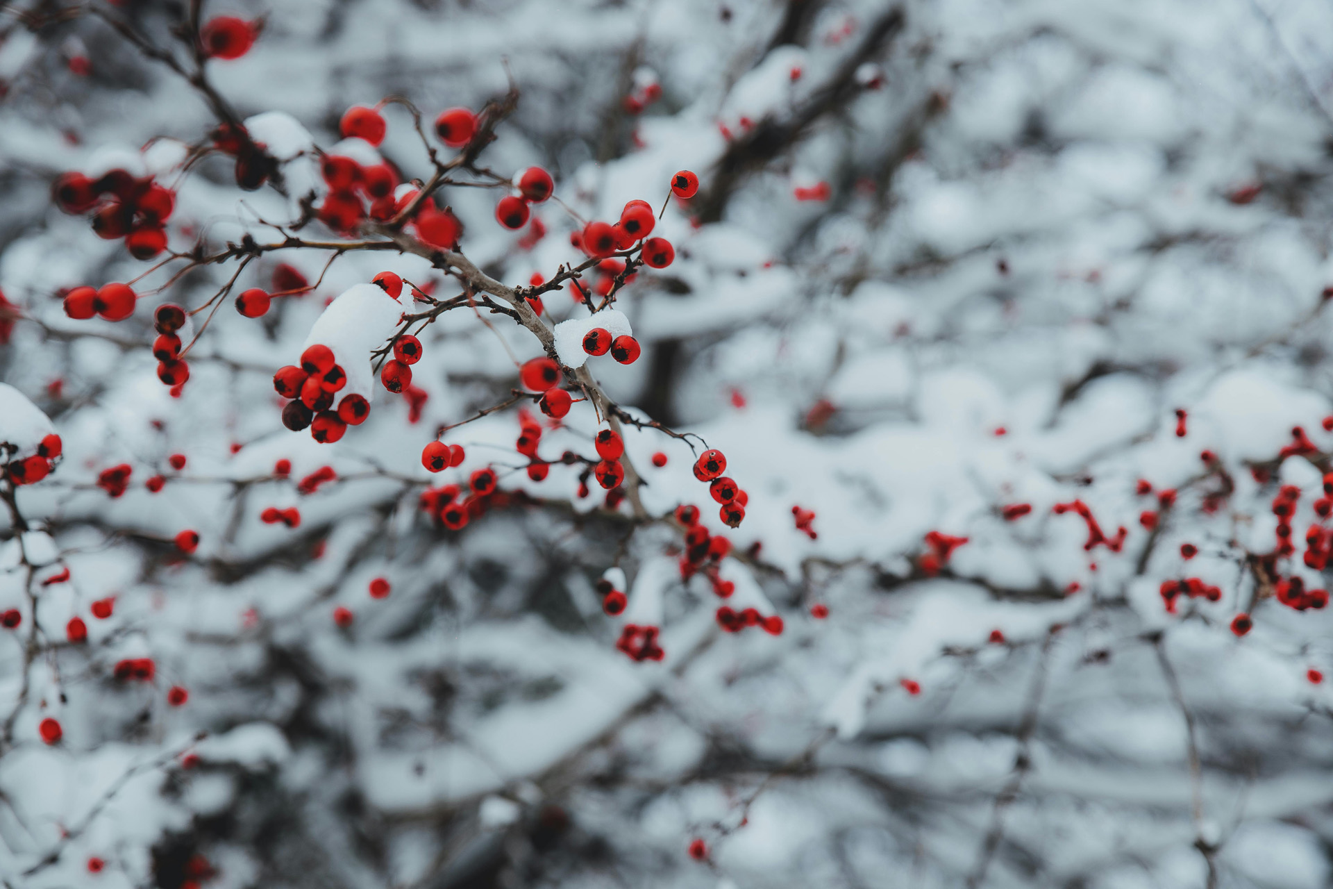Winter berries in the snow
