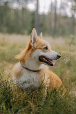 A corgi in a field of grass