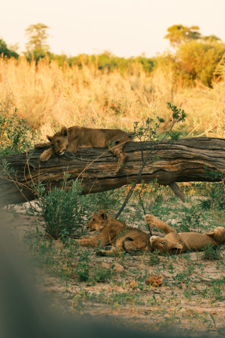 Lions