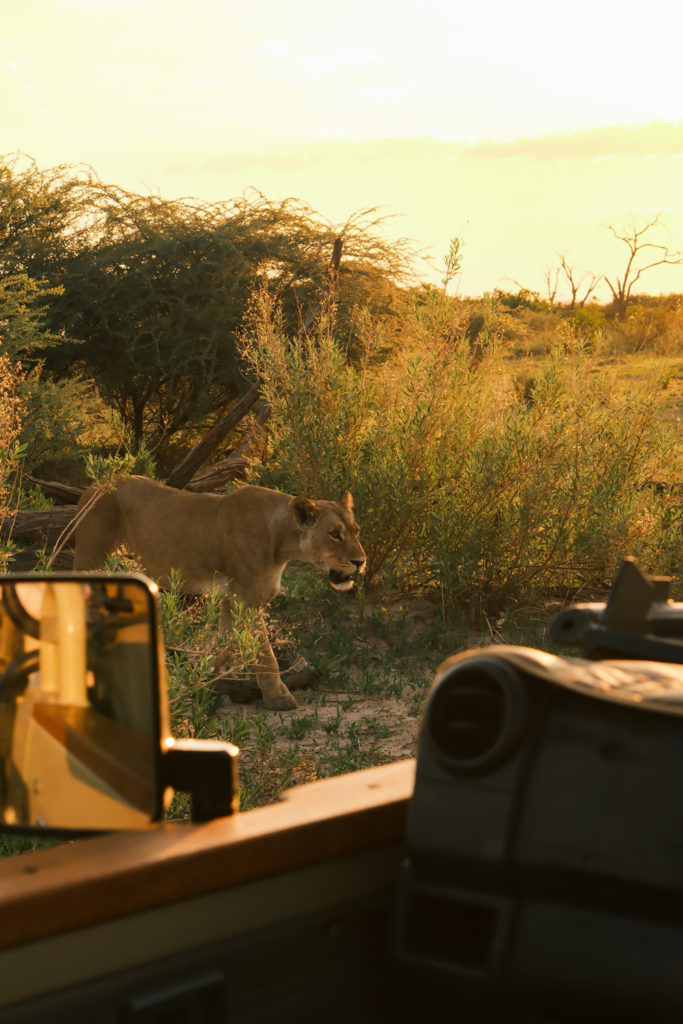 Lions at Eagle Island Lodge