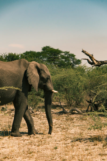 An elephant