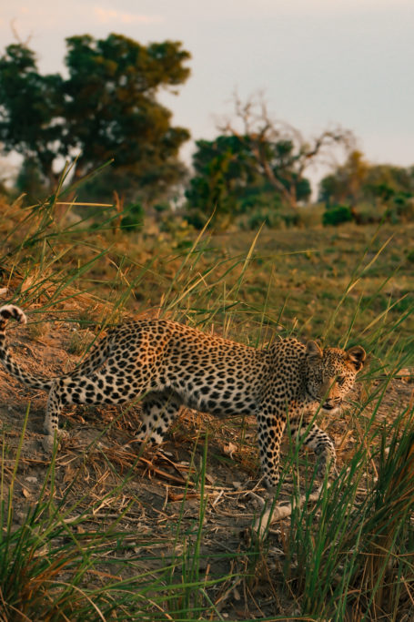 Cheetah