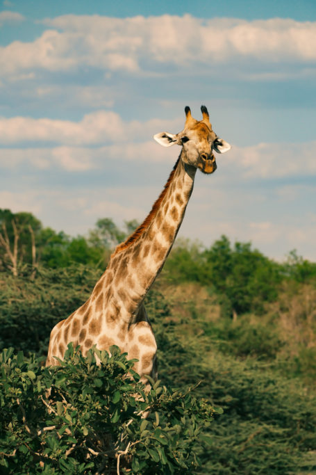 A giraffe