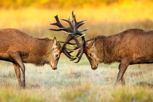 Portrait of red deer stags battling for dominance in autumn meadow during rutting season, UK.