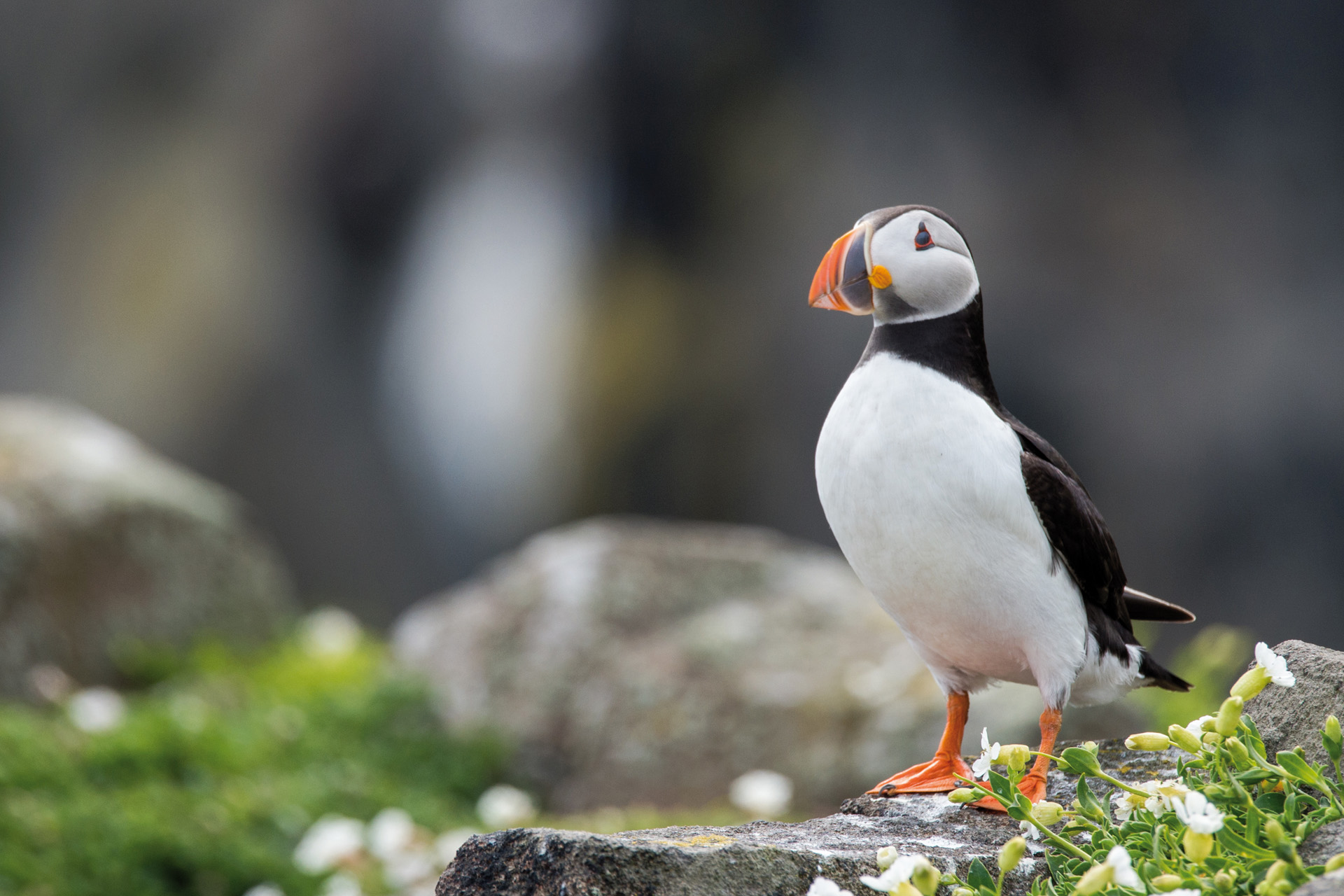 Puffin on the isle of May, Scotland