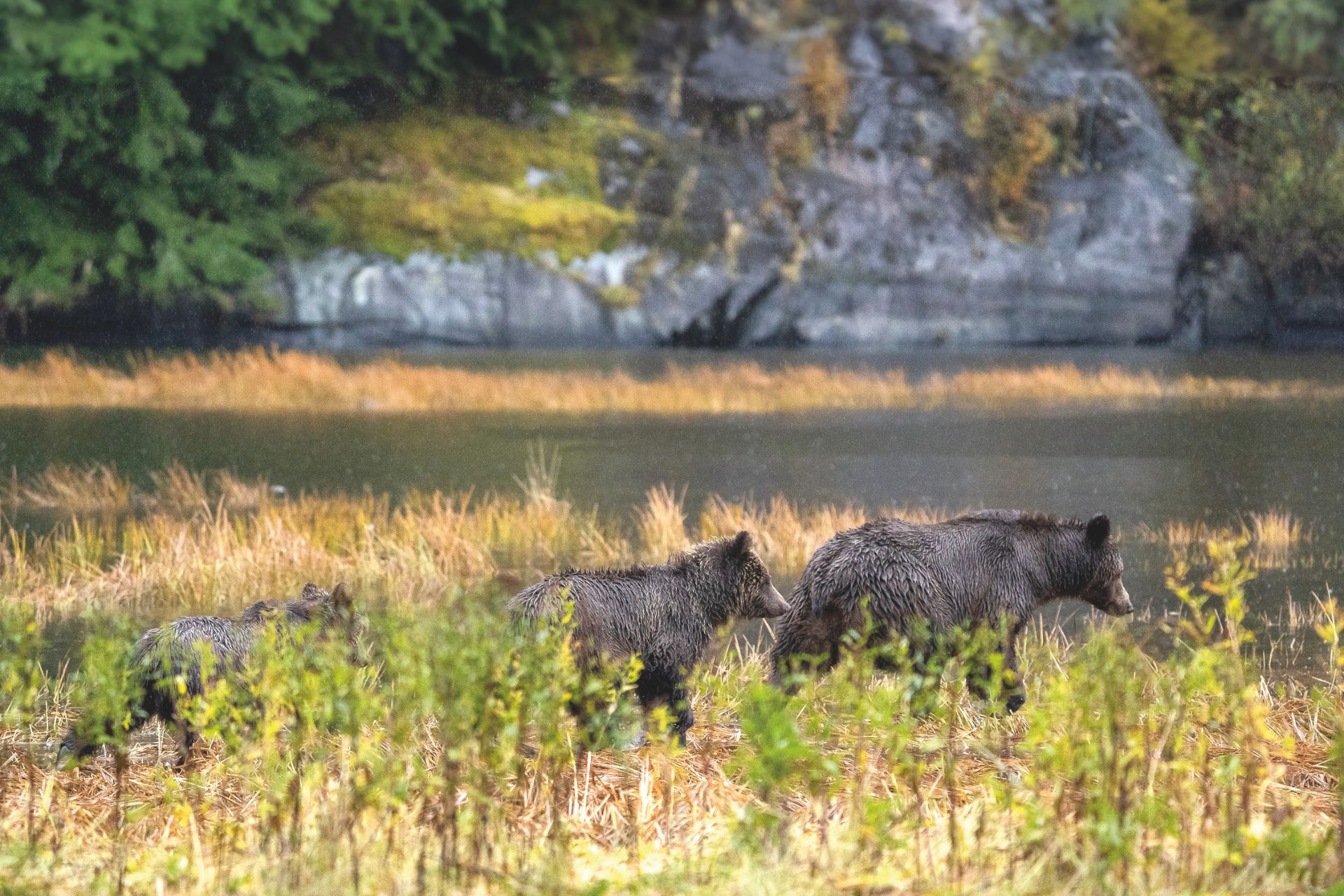 Family of grizzly bears hunting by a stream