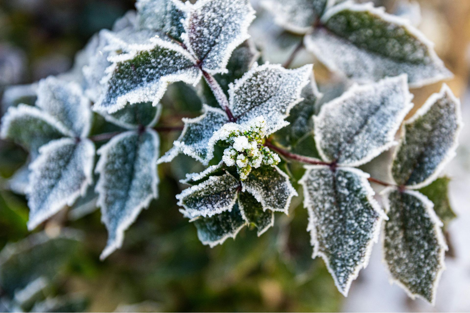 Frost on holly leaves