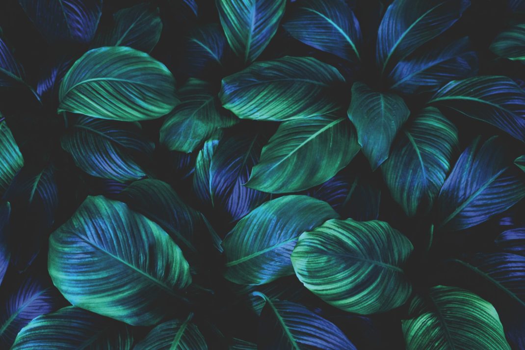 Rainforest leaves