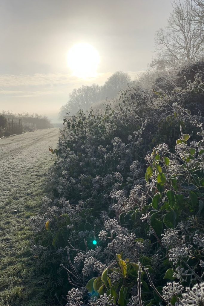 Frosty garden with grey sky