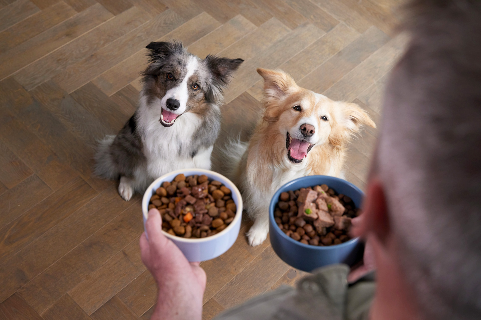 Two dogs being given food