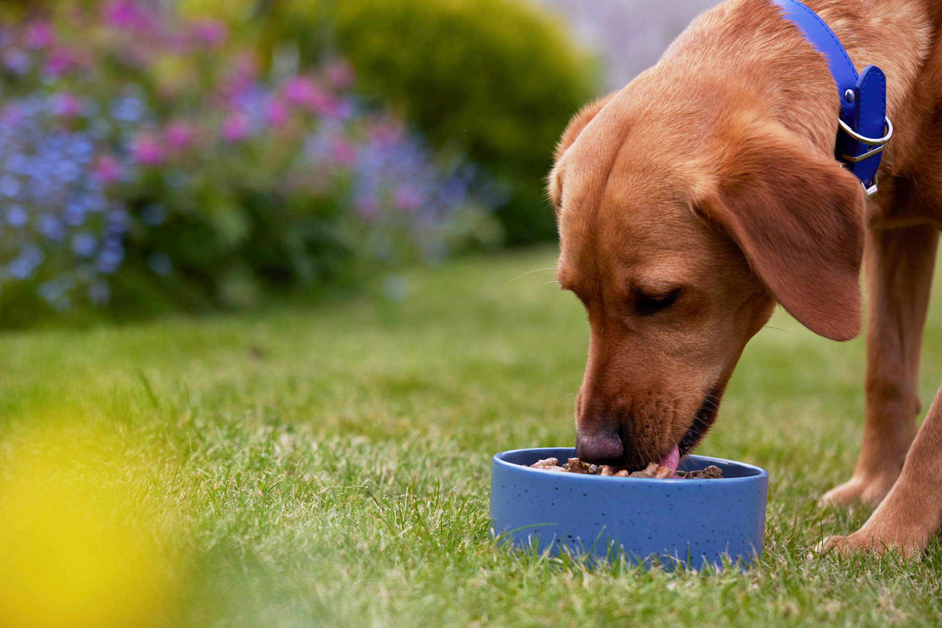 Dog eating food in a garden