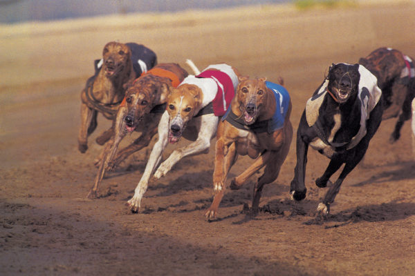 Greyhounds racing on track