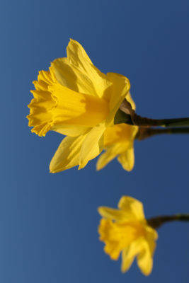 Daffodils on blue sky | March 2025 Horoscope