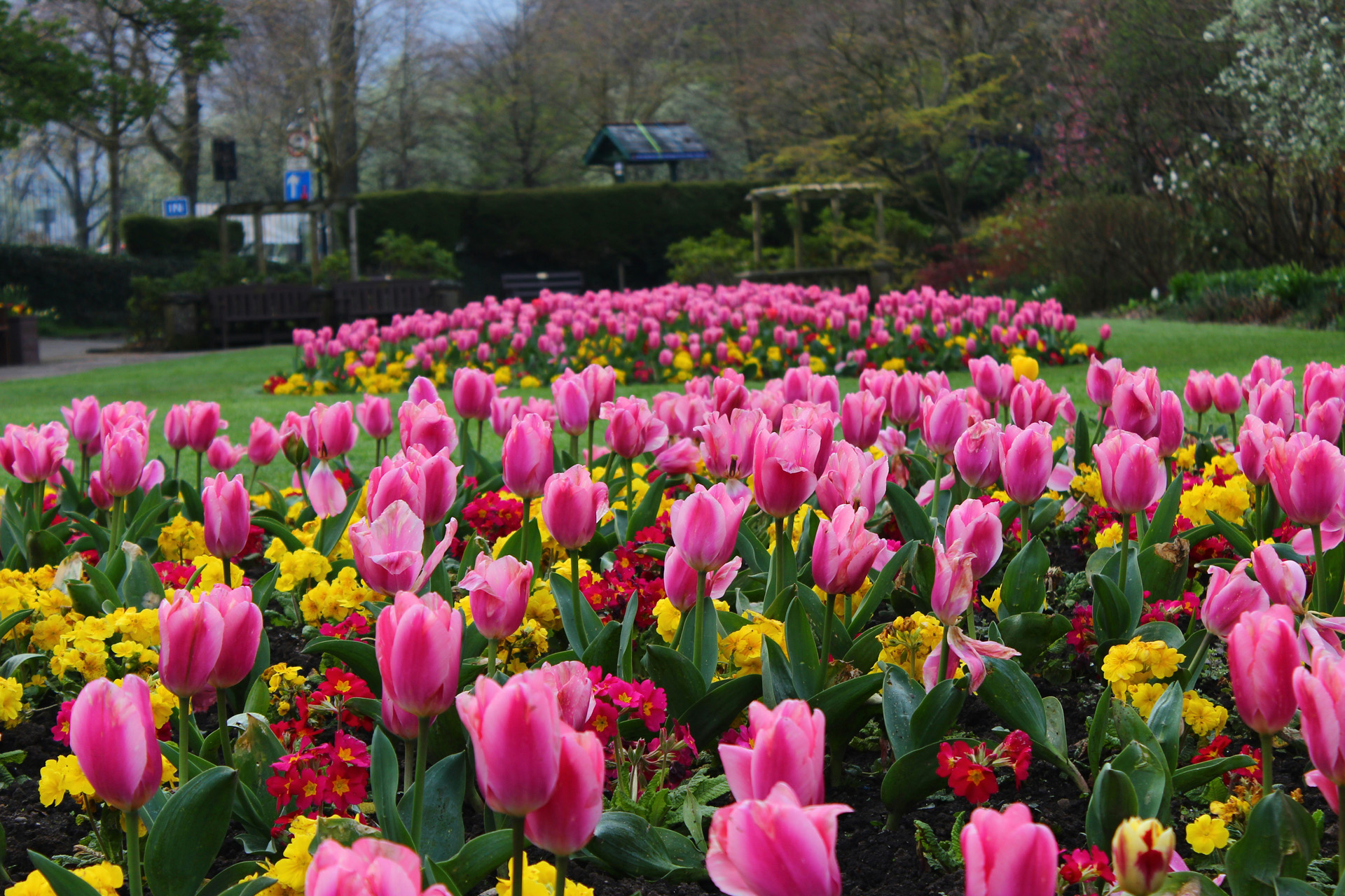 A patch of pink Tulips