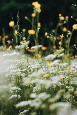 Spring flowers