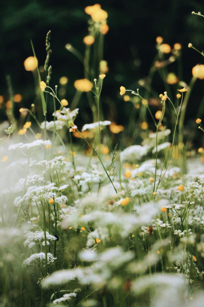 Spring flowers