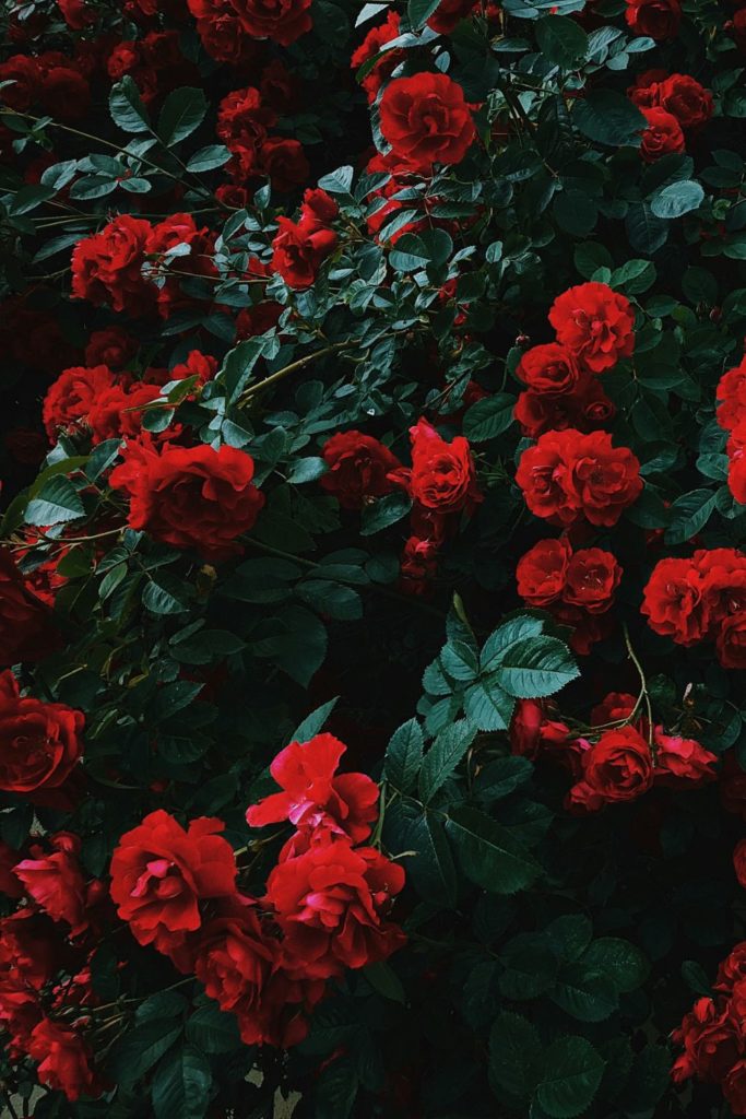 Red roses