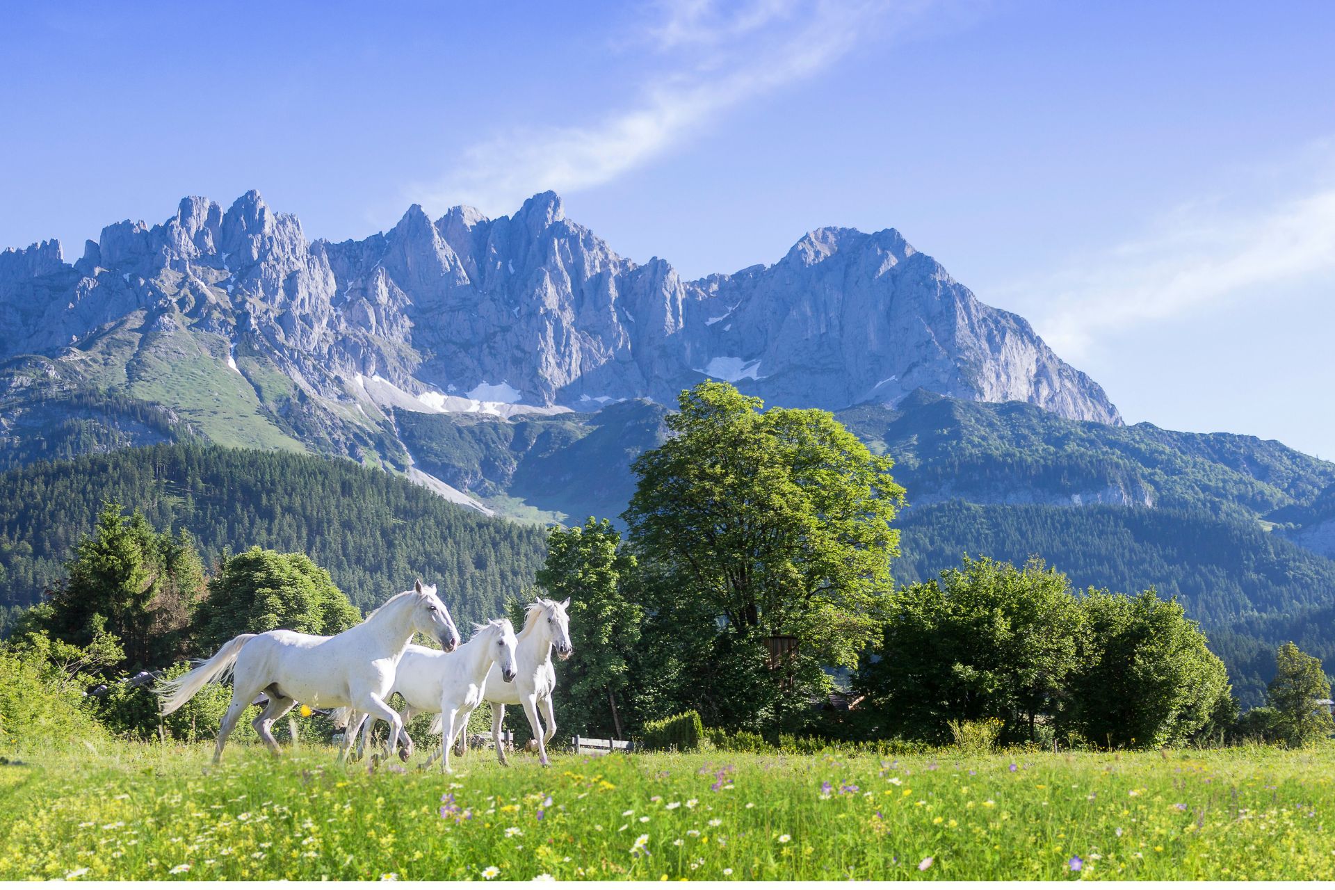 Grey Lipizzaner horses in a meadow in the Austrian mountains
