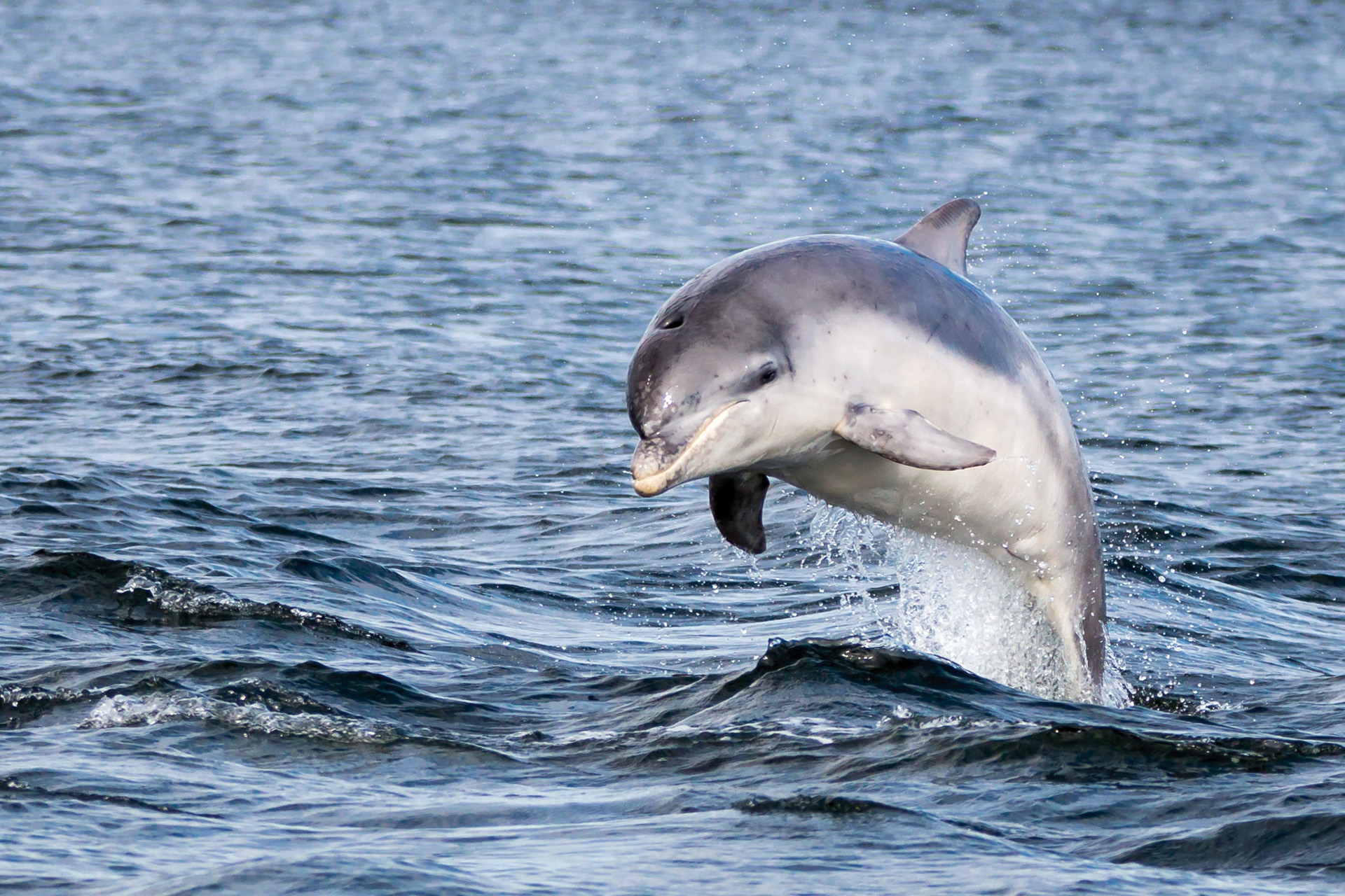 A dolphin