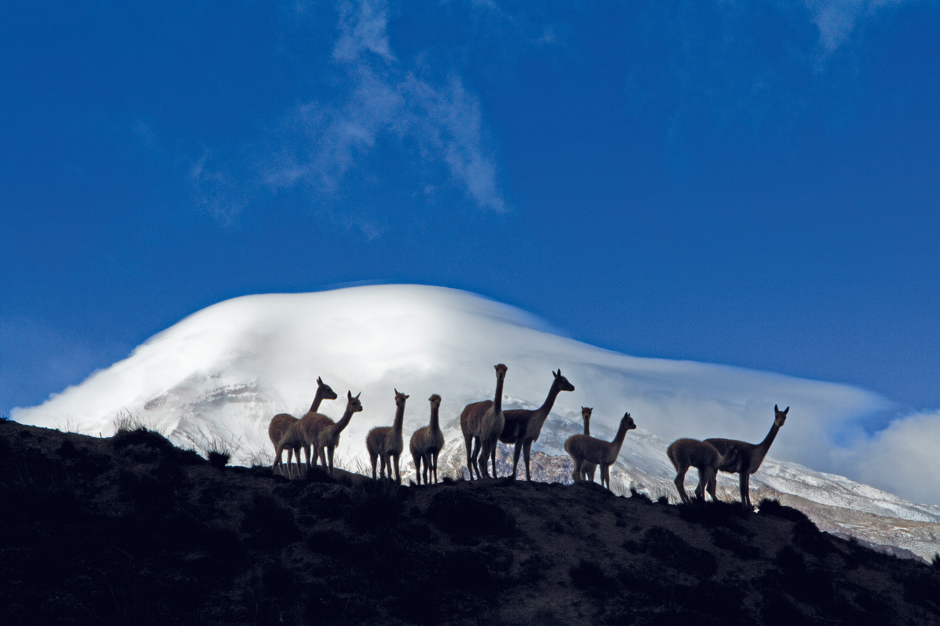 Alpacas in Ecuador