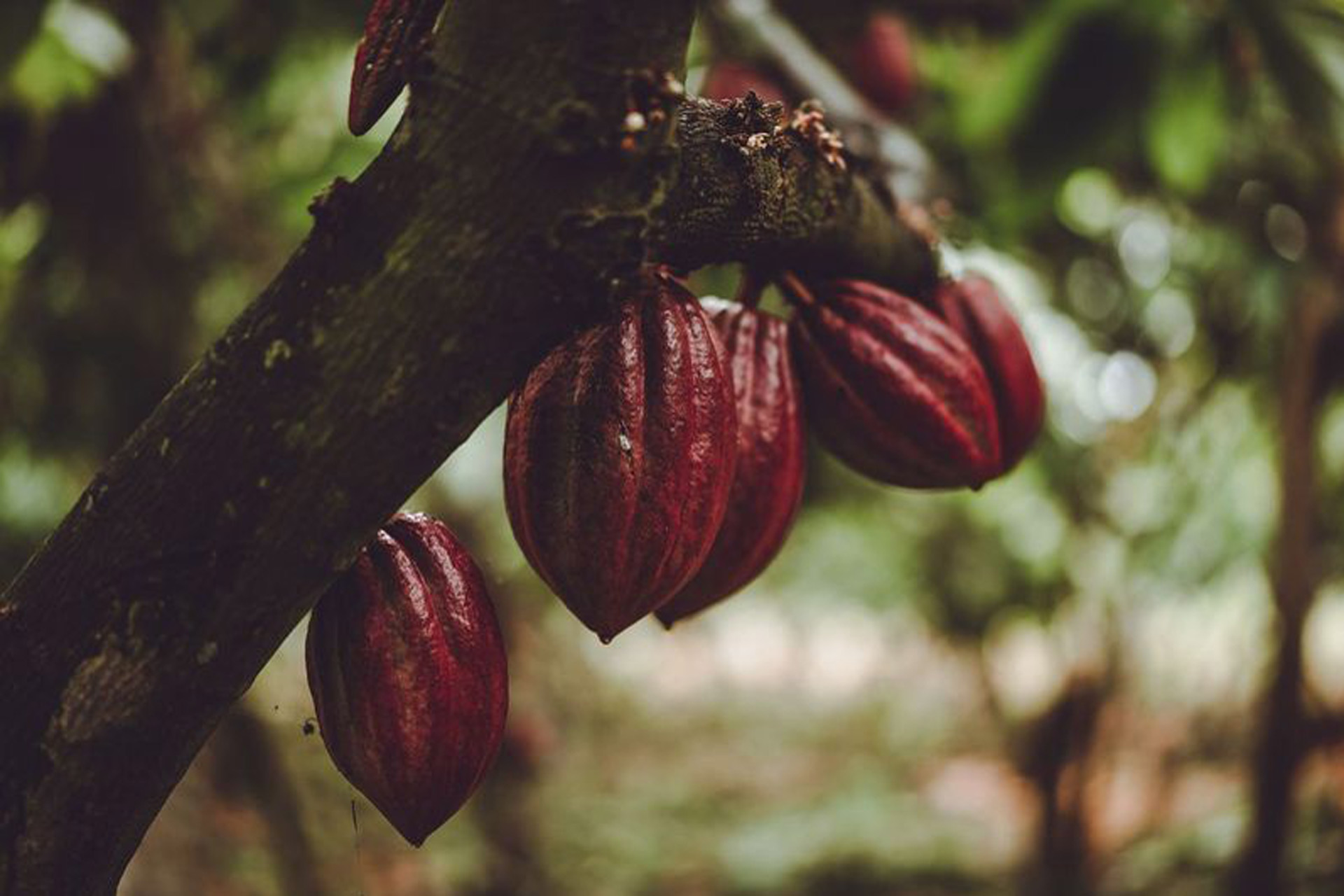Cocoa pods