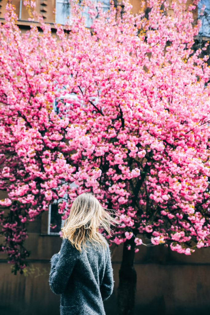 Woman looking at cherry blossom