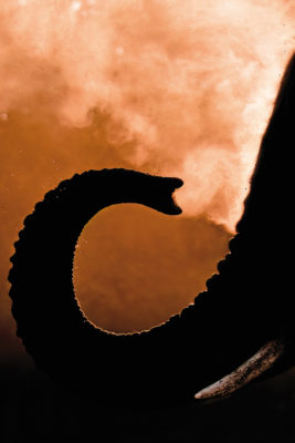 With the sun behind it, the elephant is silhouetted as it dust bathes itself during sunset, creating a mystic scene.