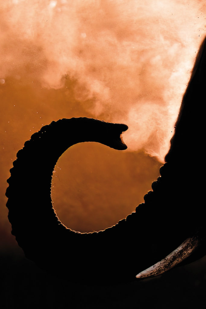 With the sun behind it, the elephant is silhouetted as it dust bathes itself during sunset, creating a mystic scene.
