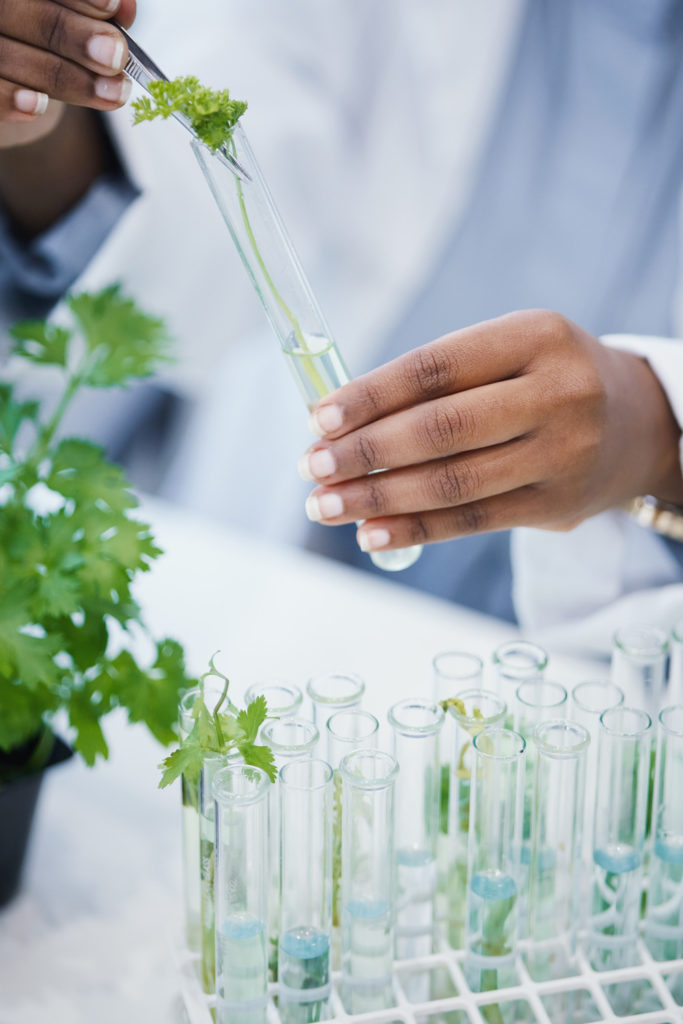 Scientist experimenting with growing food in a laboratory