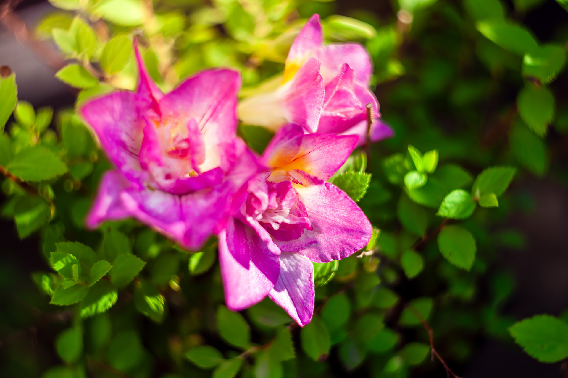 Close-up view of vibrant pink freesia flowers blooming amidst lush green foliage.